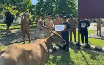 Penyerahan hewan ternak oleh petugas kepada warga di area terbuka.