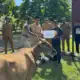 Penyerahan hewan ternak oleh petugas kepada warga di area terbuka.
