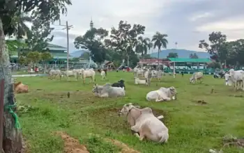 Kawanan sapi sedang beristirahat di padang rumput yang luas dan hijau, dikelilingi pohon dan latar b.