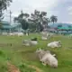 Kawanan sapi sedang beristirahat di padang rumput yang luas dan hijau, dikelilingi pohon dan latar b.