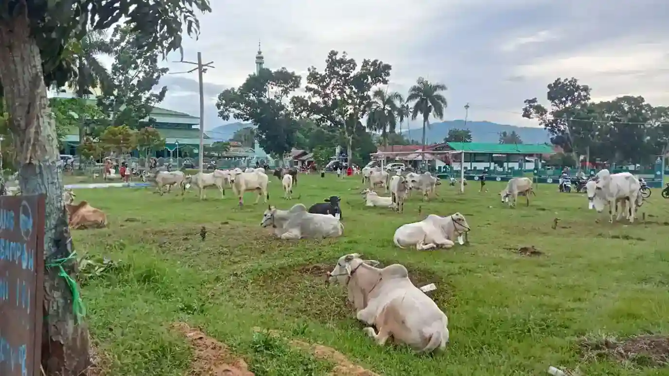 Kawanan sapi sedang beristirahat di padang rumput yang luas dan hijau, dikelilingi pohon dan latar b.