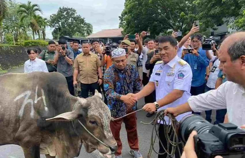 Gubernur Sulut Salurkan 46 Sapi Kurban Idul Adha